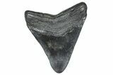 Fossil Megalodon Tooth - South Carolina #367952-2